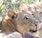 Lioness panthera leo  in close up eating at a buffalo calf kill