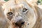 Lioness panthera leo  in close up eating at a buffalo calf kill