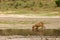 Lioness Panthera leo krugeri is drinking in the desert. Lion at the waterhole