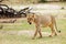 Lioness Panthera leo krugeri is walking it the savanna and looking for the rest of the lion pride. African lion in the desert