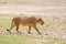 Lioness Panthera leo krugeri is walking it the savanna and looking for the rest of the lion pride. African lion in the desert