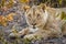 Lioness Panthera Leo laying down, looking at the camera, Ongava Private Game Reserve neighbour of Etosha, Namibia.