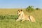 Lioness (Panthera leo) lying down on savanna.