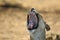 Lioness Panthera leo with open mouth show teeth.