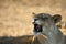 Lioness Panthera leo with open mouth show teeth.