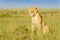 Lioness (Panthera leo) sitting in high grass on savanna