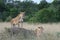 A Lioness Panthera Leo Smba .the big Cat.