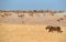 Lioness, Panthera leo, walking in dry savanna against herds of springbok antelopes of Etosha national park. Typical african