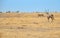 Lioness, Panthera leo, walking in dry savanna against herds of springbok antelopes, watched by Oryx antelope.Typical african
