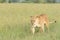 Lioness (Panthera leo) walking on savanna, close up