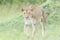 Lioness (Panthera leo) walking on savanna, looking at camera