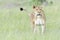 Lioness (Panthera leo) walking on savanna, looking at camera