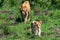 Lioness or Panthera leo walks with child, savanna