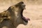 Lioness (Panthera leo) yawning side view head shot