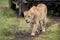 Lioness passes jeep in cloud of flies