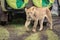 Lioness passes jeep on muddy grass meadow