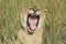 Lioness pathela Leo simba in Masai Mara in Kenyan