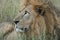 Lioness pathela Leo simba in Masai Mara in Kenyan