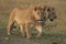 Lioness pathela Leo simba in Masai Mara in Kenyan