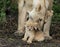 Lioness picks up her small cub, Tanznia