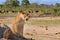 Lioness on the plains in Hwange with wildebeest in the distance