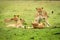 Lioness play fighting with cub near others