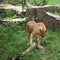 Lioness play with a log
