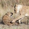 Lioness played with her cub