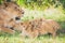 Lioness and playful cubs in Africa.