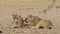 Lioness with playful cubs - Kalahari desert