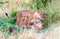 A lioness plays with her kittens.