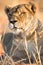 Lioness portrait, Kalahari desert, Namibia