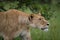 Lioness portrait in Masai Mara Kenya