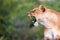 Lioness portrait with opened mouth in the Masai Mara national park, Kenya. Animal wildlife