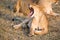 Lioness portrait with opened mouth in the Masai Mara national park, Kenya. Animal wildlife