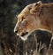 Lioness portrait in the rain