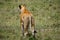 Lioness preparing to hunt, Masai Mara, Kenya