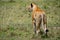 Lioness preparing to hunt, Masai Mara, Kenya