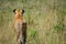 Lioness preparing to hunt, Masai Mara, Kenya, Africa