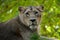 Lioness pretty portrait from Paignton Zoo.