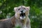 Lioness pretty portrait from Paignton Zoo.