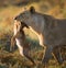 Lioness with prey. Botswana. Okavango Delta.