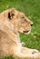 Lioness in profile