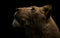 Lioness profile image on a black background
