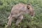 Lioness profile Ngorongoro Crater, Tanzania