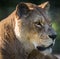 Lioness profile on a sunny day