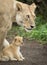 Lioness protecting her cub, Tanzania