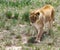 Lioness on the prowl in the grasslands.