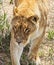 Lioness on the prowl in the grasslands.