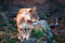 Lioness prowling around an enclosure at the John Ball Zoo